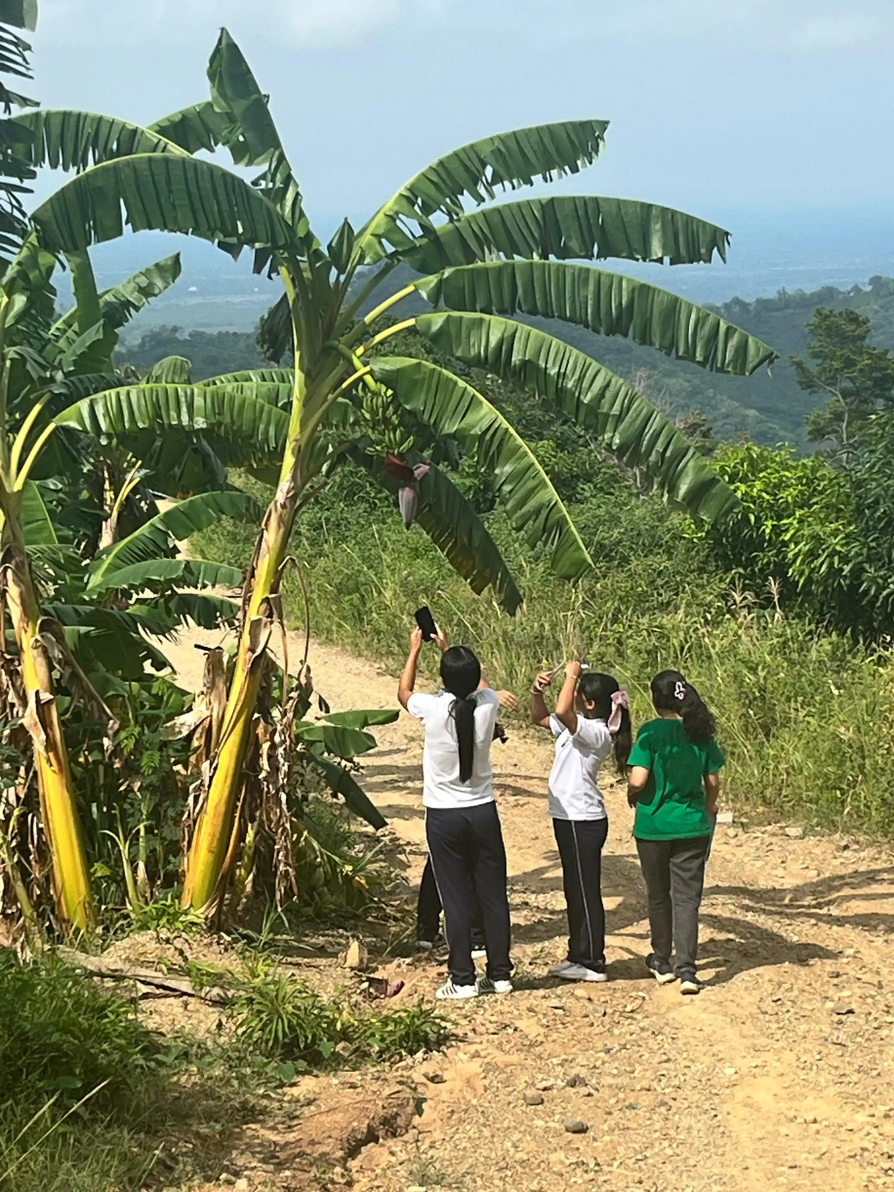 Jóvenes fotografiando un platanero en un sendero rural del territorio