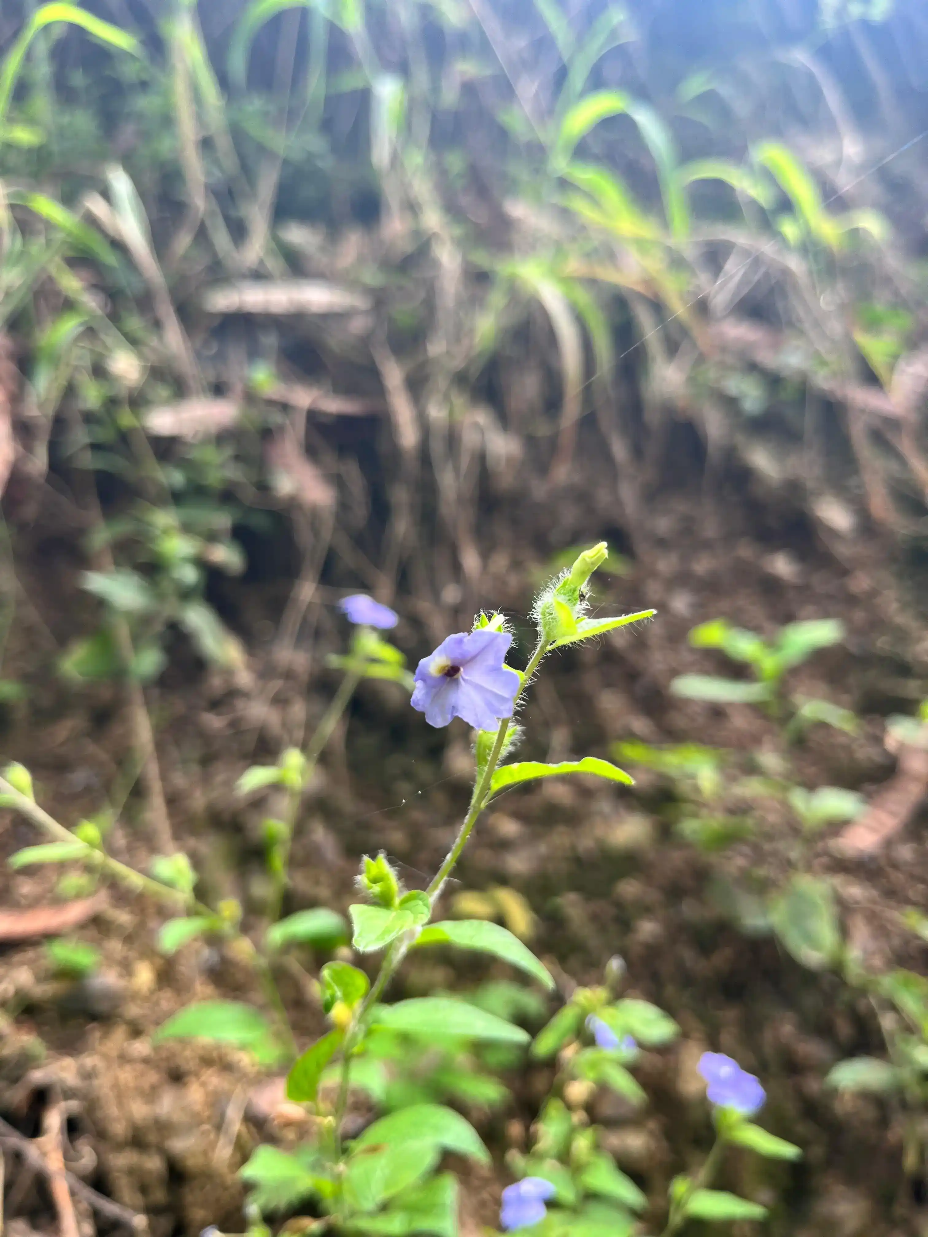 Primer plano de flor silvestre lila pálida en tallo velloso, visitada o potencial para polinizadores